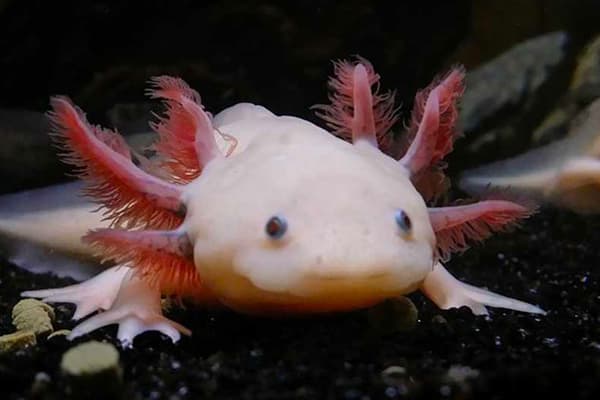 axolotl fish