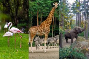 Flamingo, giraffe and elephant